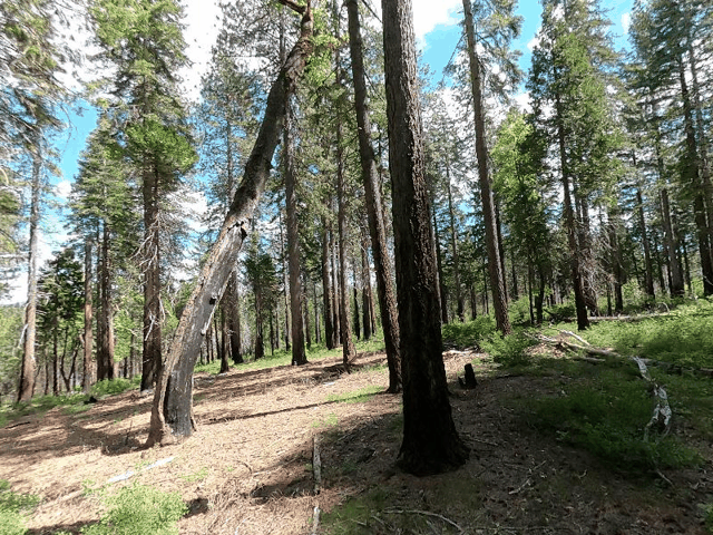 Equirectangular Views