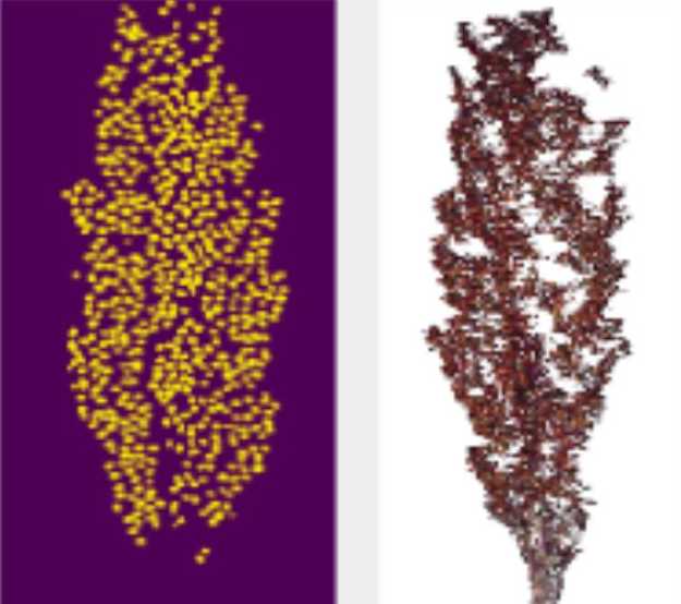 Sorghum Seed Counting
